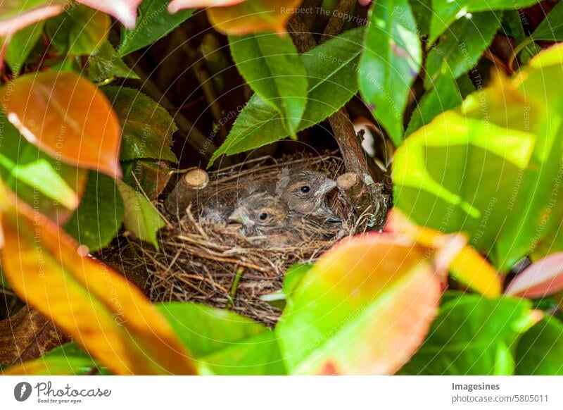 Carduelis cannabina - Bluthänfling Vogelbabys im Nest Tiernest Tierwelt Lebensraum Baby Verhalten Vogelbeobachtung Vogelnest Vögel Zweig Pflanze Busch Hecke