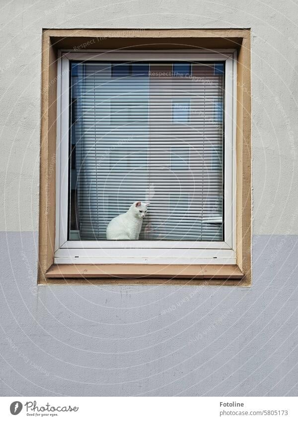 In einem Fenster zwischen Fensterglas und Lamellen einer Jalousie sitzt eine weiße Katze, die die Welt draußen aufmerksam beobachtet. Fell Haustiere katzenhaft