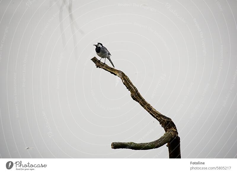 Die kleine Bachstelze posiert fleißig auf einem Ansitzast, auf dem eigentlich der Eisvogel für mich landen sollte. Hat sie großartig gemacht. Vogel Natur Tier