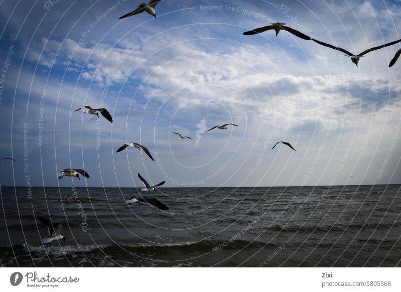 Möwen fliegen über das Wasser Vogel Meer blau Himmel