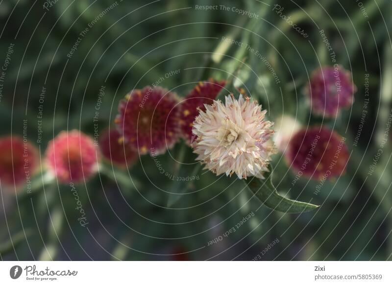 Einzelne weiße Blume mit mehreren roten Blüten im Hintergrund Blumen Natur Single anders Flora geblümt Pflanze