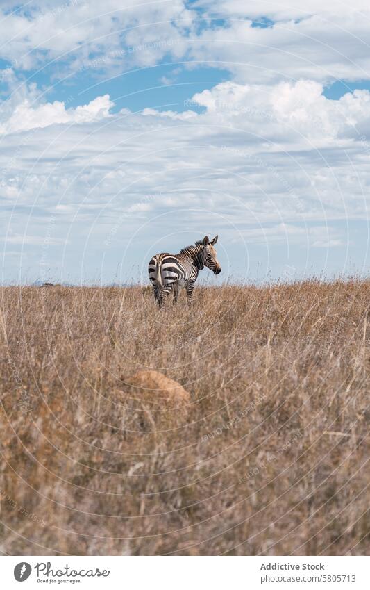 Zebra grasend im trockenen Grasland unter bewölktem Himmel Cloud Tierwelt Natur Afrika Savanne Säugetier Streifen wild Ökosystem trocknen Feld weiden wegschauen