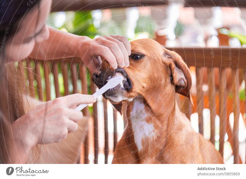 Fürsorglicher Tierhalter putzt Vizsla-Mischling die Zähne Hund Haustier Besitzer mischen züchten bürstend dental Hygiene Pflege Frau heimisch hölzern