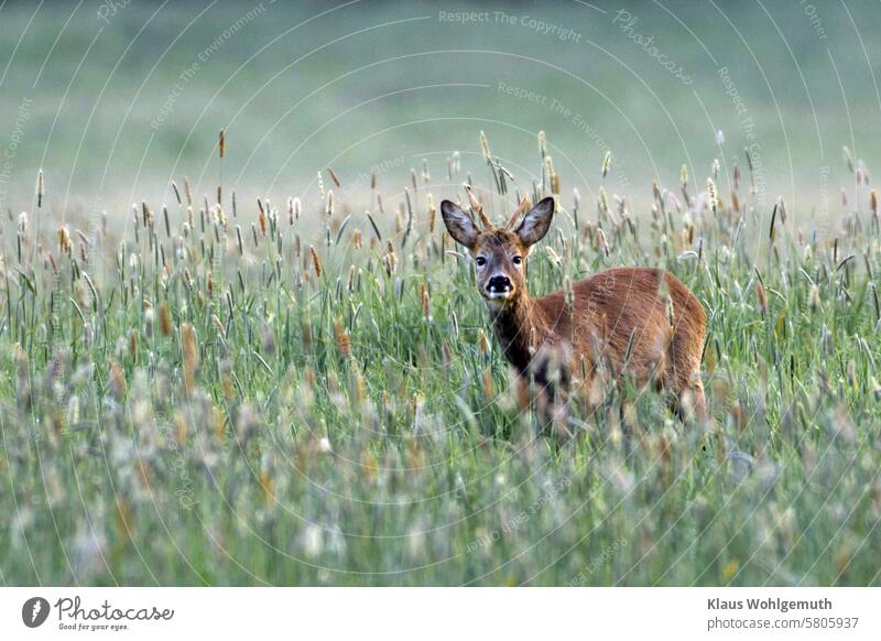 Ein traurig blickender Rehbock auf einer Wiese Gehörn Geweih Wildtier Säugetier Natur Bock Tier grün Außenaufnahme Tierwelt wildlife Jagd