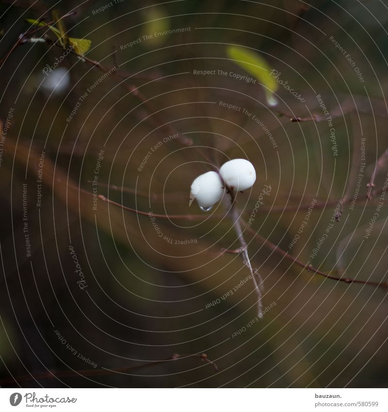 piekst | ach nee... knallt. Herbst Pflanze Sträucher Grünpflanze Kugel rund braun grün weiß Natur Umwelt Farbfoto Gedeckte Farben Außenaufnahme Nahaufnahme