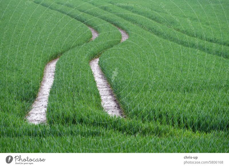 Weg in Kornfeld (Traktorspuren) kornfeld weg pfad Wege & Pfade Natur Spuren Ackerbau Landschaft Getreide Landwirtschaft Weizen Weizenfeld Nutzpflanze grün