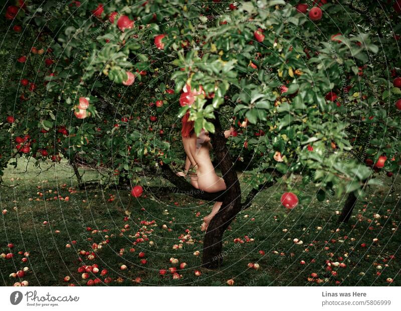 Ein wunderschönes nacktes rothaariges Model sitzt auf einem Apfelbaumzweig. Mit vielen roten Äpfeln. Ihre sexy Kurven sind schon von weitem sichtbar. Ein lustvolles Bild eines nackten Mädchens in der freien Natur.