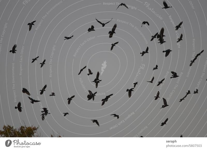 Saatkrähen Krähe Vogel Vögel Ornithologie fliegen schwarm soziaisieren gruppe formation himmel flügel flügelschlag durcheinander Trupp Corvus frugilegus Kolonie