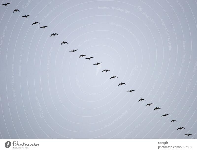 \ gans vögel vogelzug fliegen luft himmel schräg linie diagonal reisen nonnengans gänse abflug aerodynamisch gruppe truppe flügelschlag zugvögel nordsee