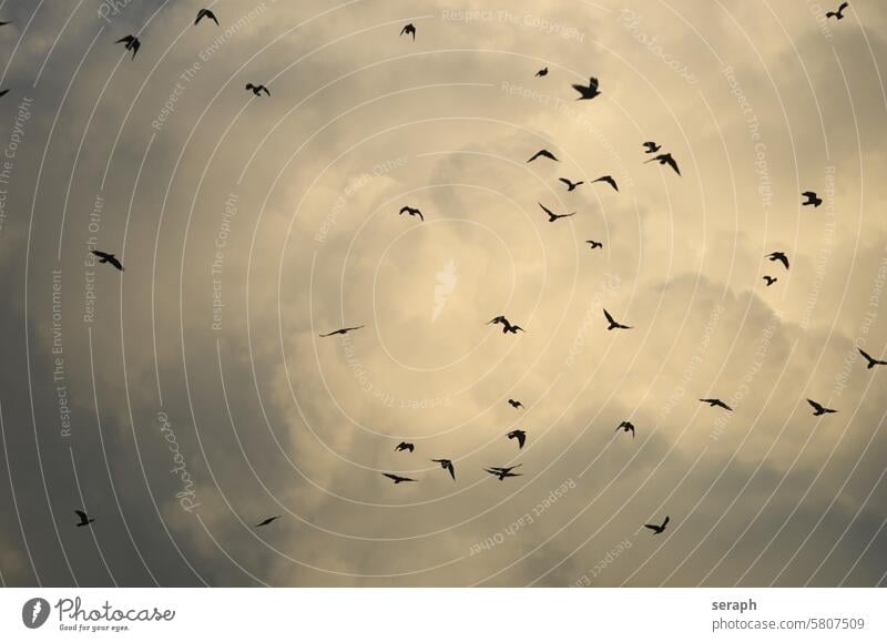 Saatkrähen Corvus frugilegus fliegen Himmel Wolken wind sturm wetter trupp sozialisieren gefiede formation vögel woklen cumulus grau bewölkt tier schwarm