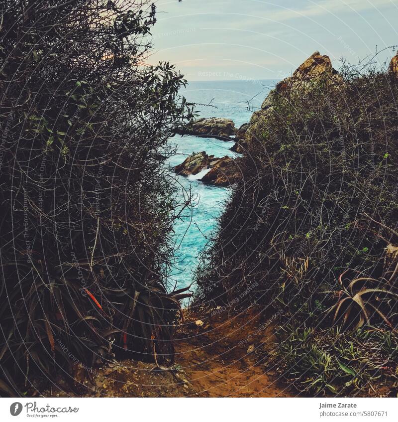 Zwischen den Pflanzen am Ende können wir das Meer sehen Leben MEER Strand Wasser Himmel Chile Vina del Mar Felsen Stein