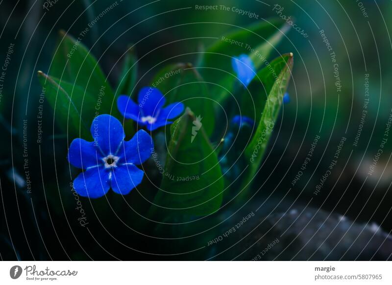 sprichwörtlich | Vergiss mein nicht! Blume blau Vergißmeinnicht Vergissmeinnichtblüten Pflanze Blüte Unschärfe Garten Blühend zart klein Nahaufnahme