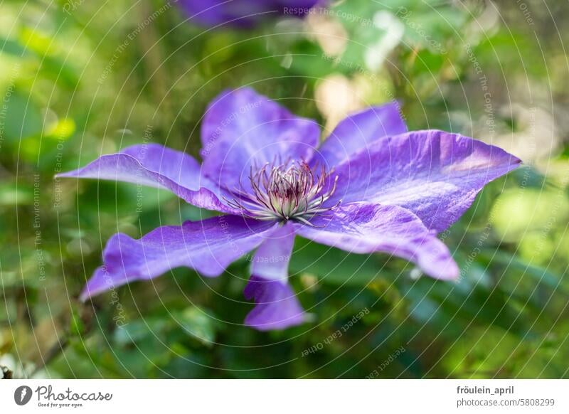 Klematis lila Blüte Natur Blume violett Garten Pflanze Blühend Farbfoto