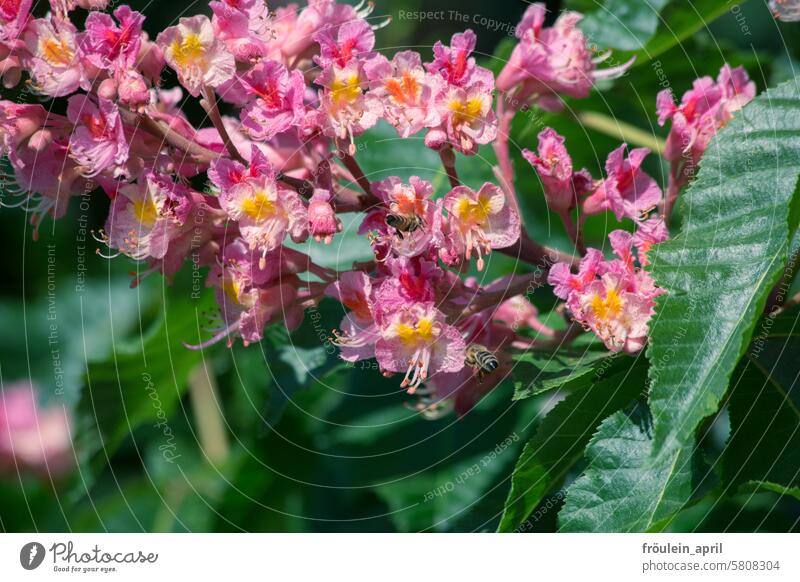 Final|pinke Blüten der Rosskastanie Kastanie Kastanienblüte Natur Kastanienbaum Baum Pflanze grün pinkfarben