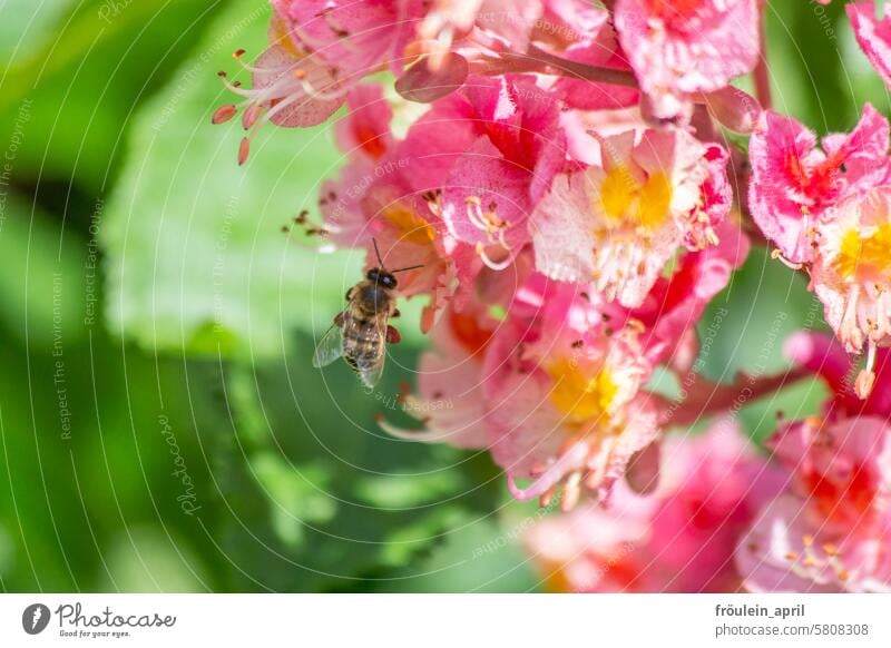 Final|lecker | Biene an pinkfarbenen Kastanienblüten Rosskastanie Natur Kastanienbaum Baum Farbfoto Frühling 2024 Pflanze Herbst Außenaufnahme