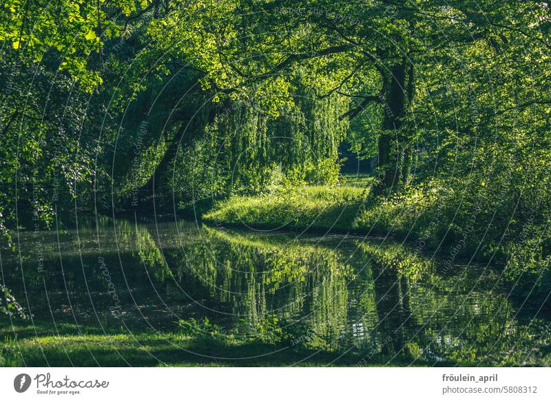 Wohltat am Morgen  | grünende Parklandschaft an einem Gewässer Natur Garten Wiese Außenaufnahme Frühling Bäume Bäume im See Baum im Freien Landschaft Sommer