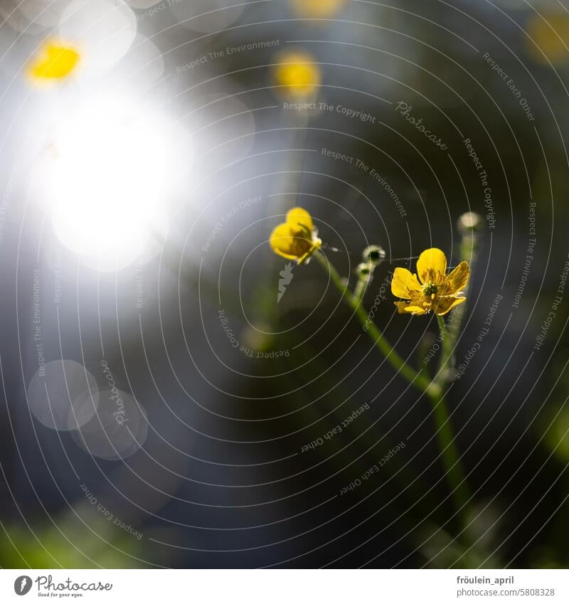 Licht im Dunkel Frühling Butterblumen Natur gelb Blume Wiese Blüte Pflanze Blühend Schwache Tiefenschärfe