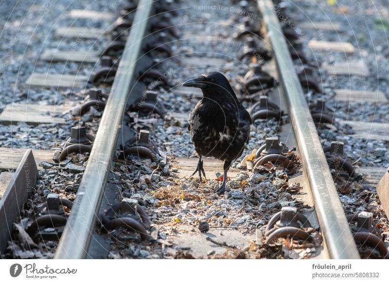 Grenzgänger | Krähe spaziert im Gleisbett einer Schmalspurbahn Rabenvögel Rabenvogel Kolkrabe Vogel Tier schwarz Außenaufnahme Gleise unterwegs Dresden