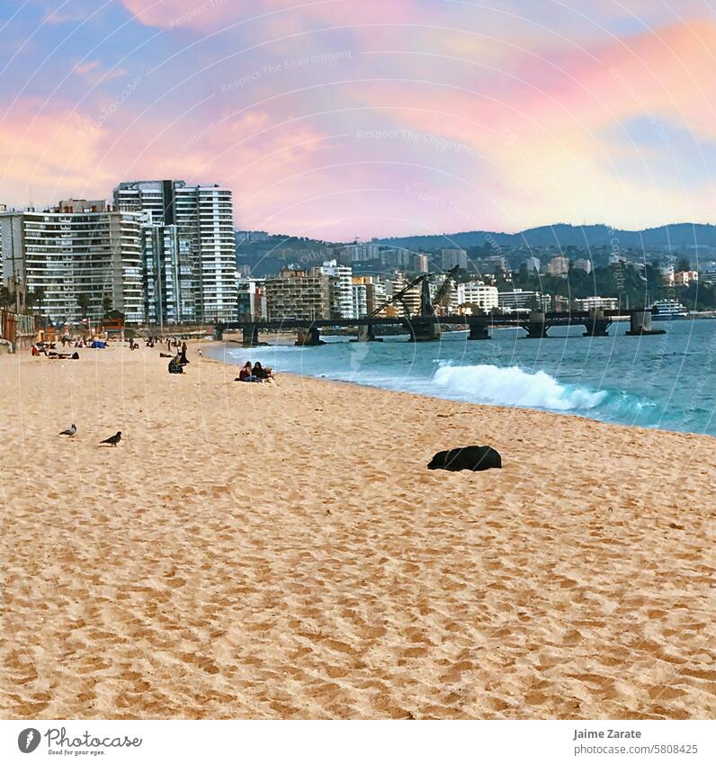 Ein schöner Tag für einen Spaziergang am Strand Land MEER Wasser blau Sonnenuntergang Gebäude Vina del Mar Chile Landschaft Tier