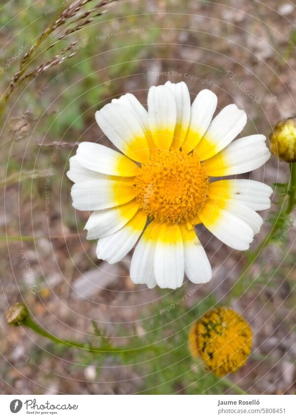 Flor La Coronaria, Essbare Chrysantheme (Chrysanthemum coronarium) im Vordergrund mit unscharfem Hintergrund Fotografie keine Menschen Farbbild Überstrahlung