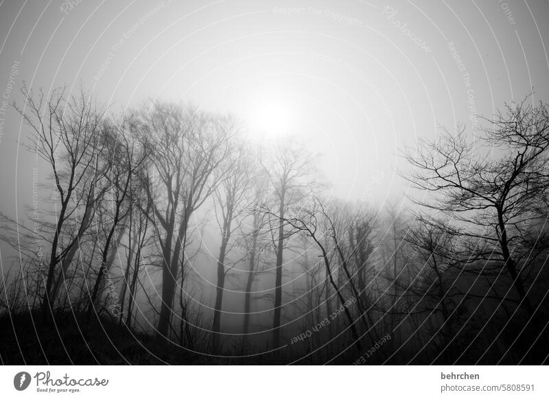 spannend | im verborgenen geheimnisvoll schön Wald Sträucher Baum Natur Pflanze Jahreszeiten stille Baumstamm Nebel Schatten Bäume dunkel hell Traurigkeit