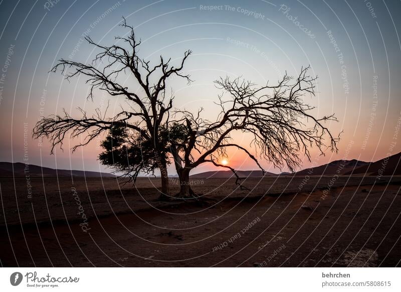 verzweigt Wärme Himmel Akazie Baum Äste und Zweige sanddüne Sesriem Sonnenaufgang Morgendämmerung Ferne Namibia besonders Dämmerung Düne Dünen