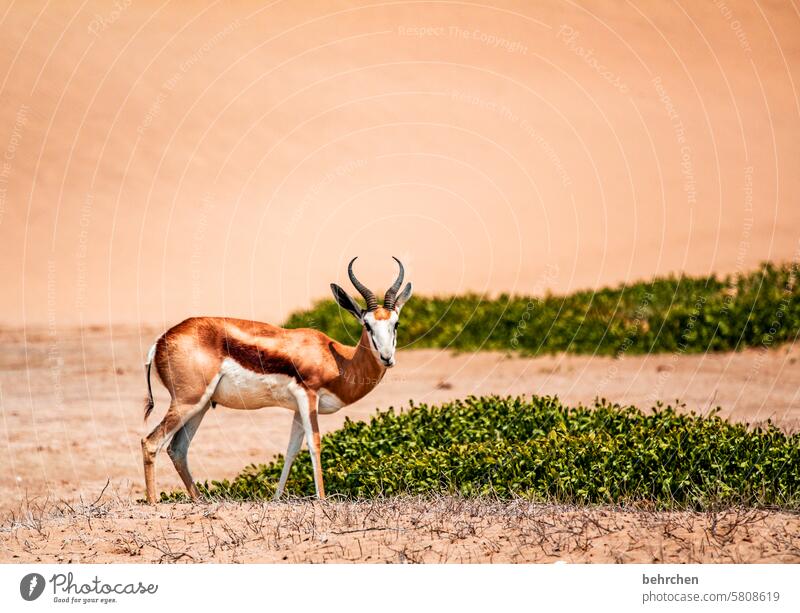 st(r)andhaft Tierliebe Tierschutz Trockenheit besonders beeindruckend Ferien & Urlaub & Reisen Natur Freiheit Abenteuer Farbfoto reisen Fernweh Ferne Afrika