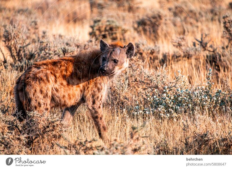 der blick zurück hässlich ugly five Aasfresser tüpfelhyäne Hyäne aufmerksam beobachten Tierschutz Tierliebe Wildtier Wildnis außergewöhnlich Safari Natur
