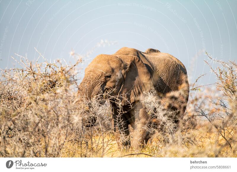 tiergeschichten Elfenbein Stoßzähne Elefant Rüssel Etosha etosha national park Etoscha-Pfanne Wildtier fantastisch außergewöhnlich Wildnis wild frei Namibia