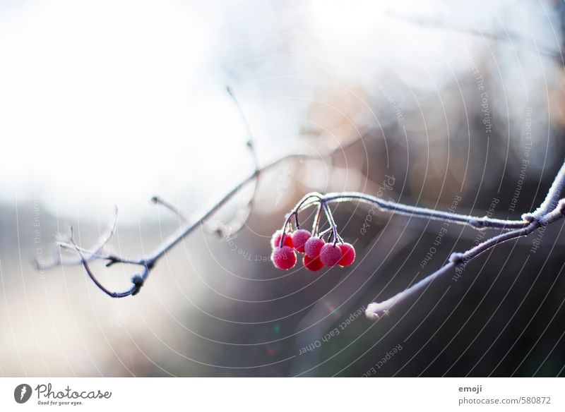 eisig Umwelt Natur Pflanze Winter Eis Frost Sträucher kalt natürlich rot Beeren Vogelbeeren Farbfoto Außenaufnahme Nahaufnahme Menschenleer Tag