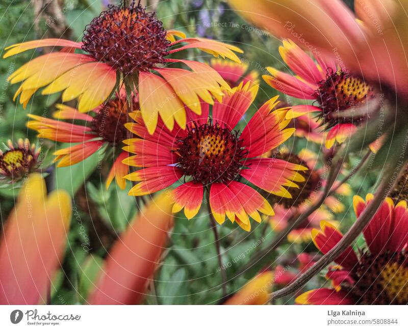 Blumen Frühlingsblumen natürlich Blütezeit Blütenblätter natürliches Licht Unschärfe Tageslicht blühende Frühlingsblumen Frühlingsgefühl zarte Blüten geblümt