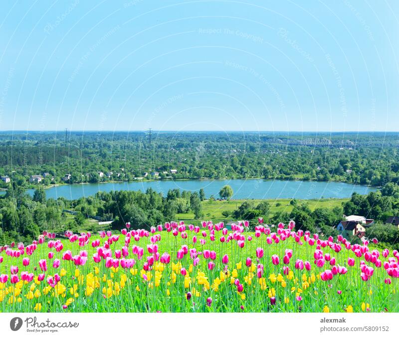 Fliederfarbene Tulpen auf dem Blumenbeet vor dem Hintergrund des Dorfsees Frühling Fliederbusch violett Saison Ackerbau Blütenknospen Natur See Umwelt