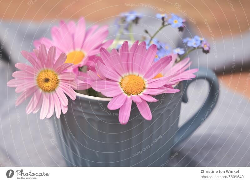 Blümchen in einer blauen Tasse Blumen rosa Margeriten zarte Blüten Frühling einfach so blühende Frühlingsblumen Vergißmeinnicht romantische Blüten