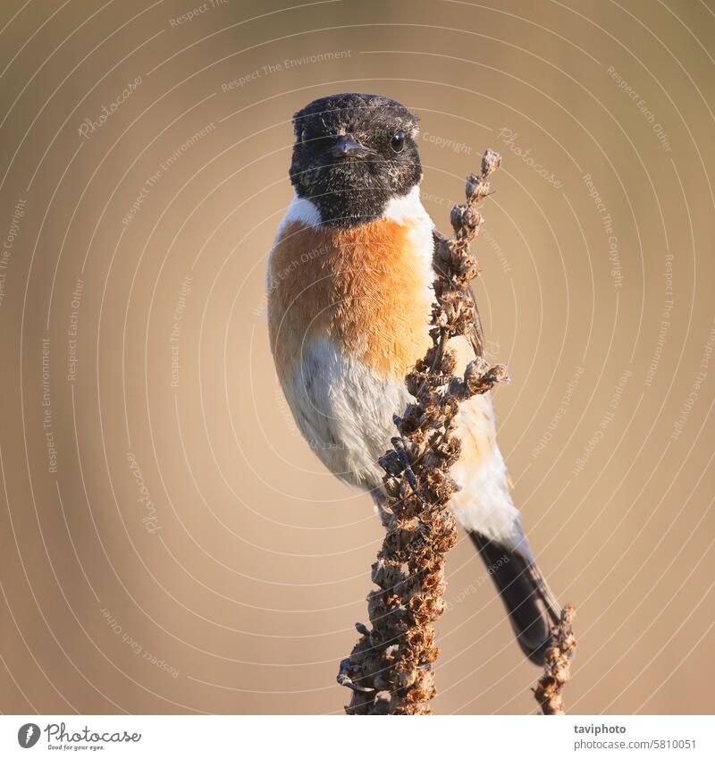 männliches Schwarzkehlchen im natürlichen Lebensraum Erwachsener Tier Vogel Hintergrund schön Vogelbeobachtung Bokeh Zucht braun schließen farbenfroh allgemein