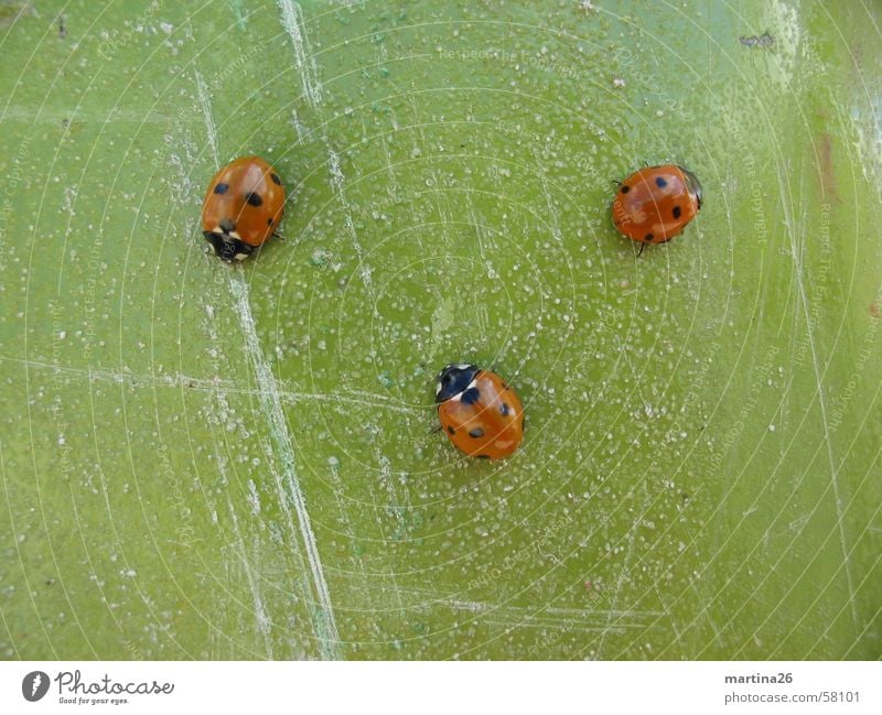 drei flotte Käferchen Marienkäfer rot grün 3 Kontrast Insekt Kratzer krabbeln klein Tier Makroaufnahme Nahaufnahme Punkt Strukturen & Formen contrast red three
