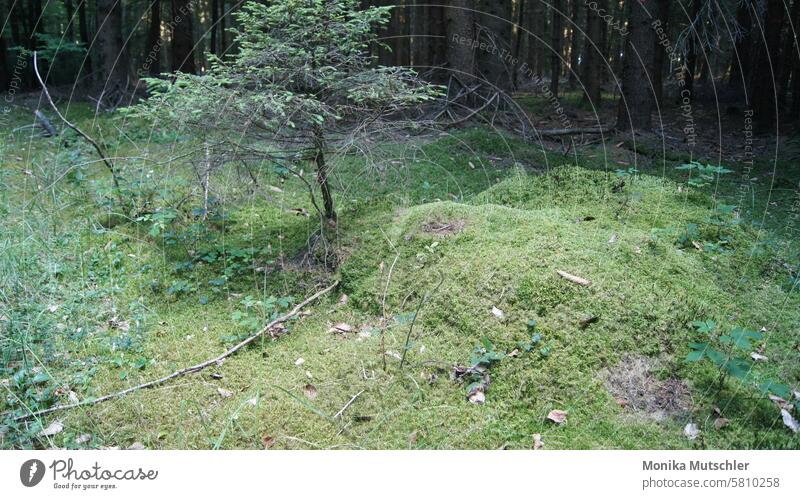 Bäumchen im Wald natürlich Zweig Ast Zweige u. Äste Wachstum grün Pflanze Baum Licht Umwelt Luft Wetter Freiheit Natur Menschenleer Äste und Zweige waldgebiet