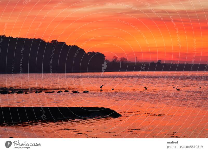 Kurz nach Sonnenuntergang am Strand Abend Steilküste Wasser Steinmole Roter Himmel Meer Küste Natur Landschaft Horizont Menschenleer Spiegelung im Wasser