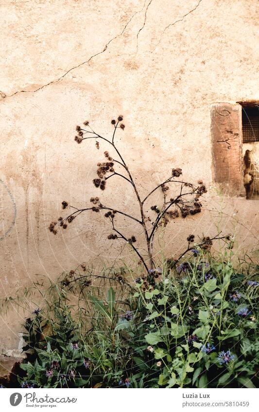 An der Stadtmauer vertrocknete Disteln und neues Grün Mauer Distelblüte stachelig Blüte grün neues grün Stachel Umwelt urban frühlingshaft Frühling mauerwerk