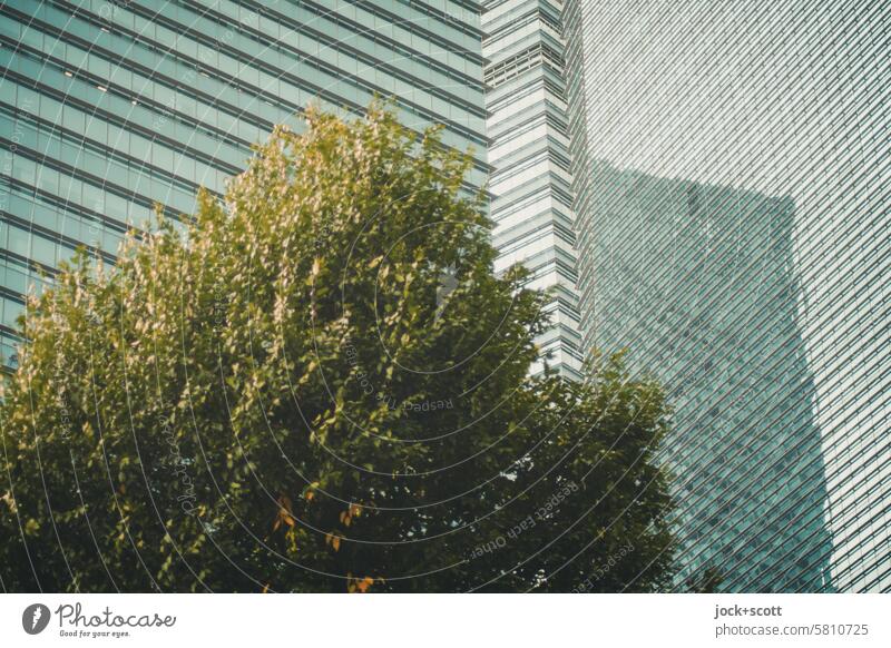 grüner Baum und Glasfassade Laubbaum Hochhaus Fassade Reflexion & Spiegelung Moderne Architektur Gebäude Bürogebäude urban Kontrast Froschperspektive Gegenteil