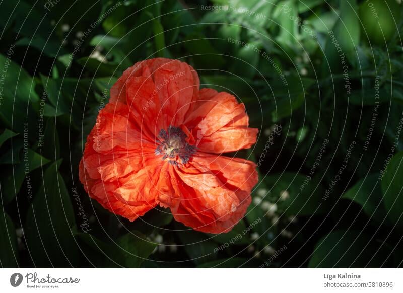 Roter Mohn Mohnblüte Außenaufnahme Wiese rot Natur Sommer Blume Mohnfeld Pflanze Klatschmohn Blüte geblümt Tageslicht blühende Frühlingsblumen natürlich