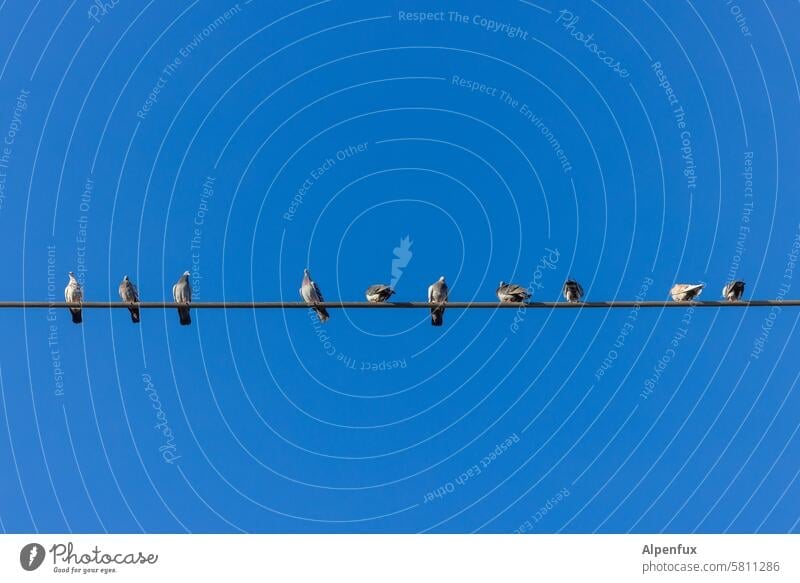 Zehn Tauben auf einer Stromleitung zehn zehn Tauben Zehnerpack Außenaufnahme Vogel Tiergruppe Vögel Himmel Schwarm Wildtier sitzen Natur 10 viele Taubenplage