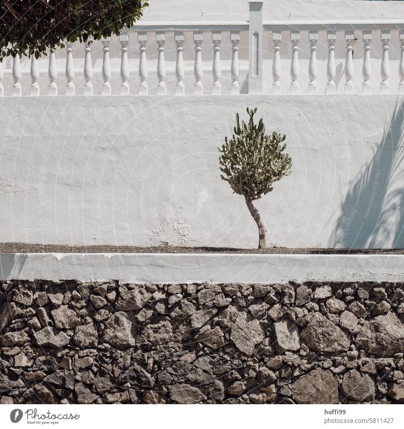 eine kurvige Kanaren-Wolfsmilch vor weißer Wand und Lavasteinmauer  auf Lanzarote Euphorbia canariensis Kandelaber-Wolfsmilch Wolfsmilchbäume Wolfsmilchgewächse