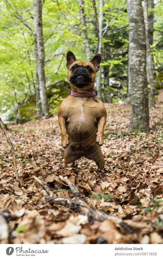 Niedliche Französische Bulldogge auf den Hinterbeinen stehend im Wald französische Bulldogge Hund Hirschkuh Bein lustig niedlich Tier Haustier Pyrenäen