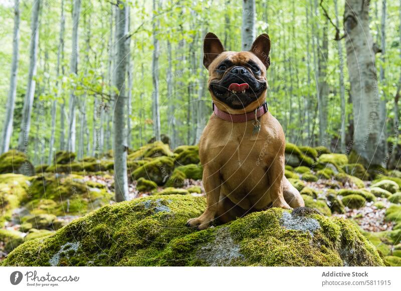 Niedliche Französische Bulldogge im Wald stehend französische Bulldogge Hund niedlich Tier Haustier Pyrenäen Säugetier Eckzahn Welpe Freund heimisch neugierig