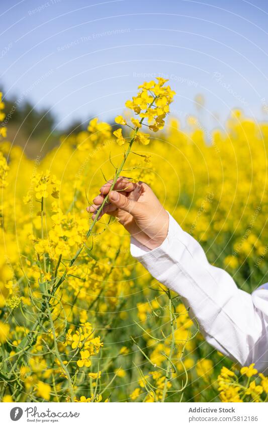 Blühender Raps - Pflanzenschutz und Pflanzengesundheit Ackerbau Agronomin Analysieren Biografie Biologie Biotechnologie Botanik Brassica napus abschließen