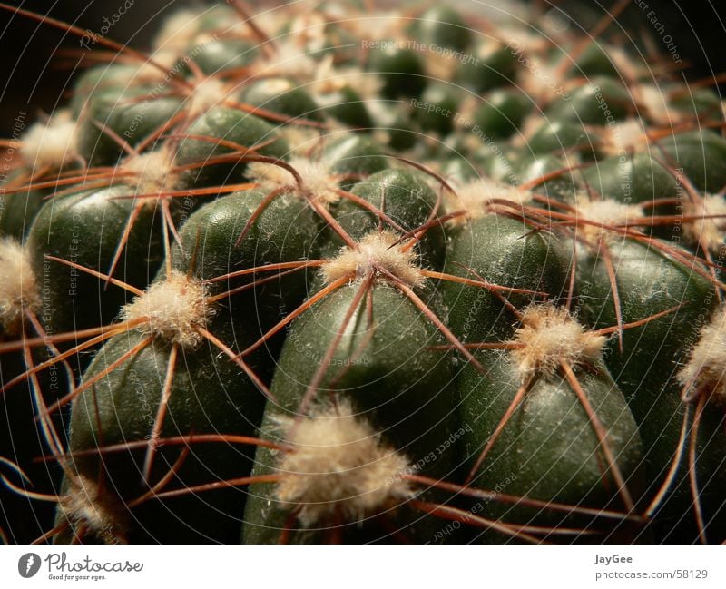 Verstaubter Kaktus, der schon seine beste Zeit hinter sich hatte Pflanze Stillleben Dorn grün gelb Watte fruchtig Vergänglichkeit ruhig Aggression