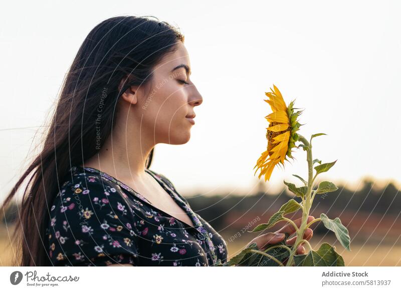 Porträt einer hübschen jungen Frau mit langen Haaren auf dem Lande Sonnenblume Natur Feld Menschen Sommer Ackerbau im Freien Blume gelb Glück Landschaft