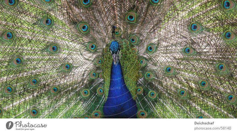 Der Pfau Tier Vogel Schnabel Querformat grün Feder Detailaufnahme blau Pfauenfeder