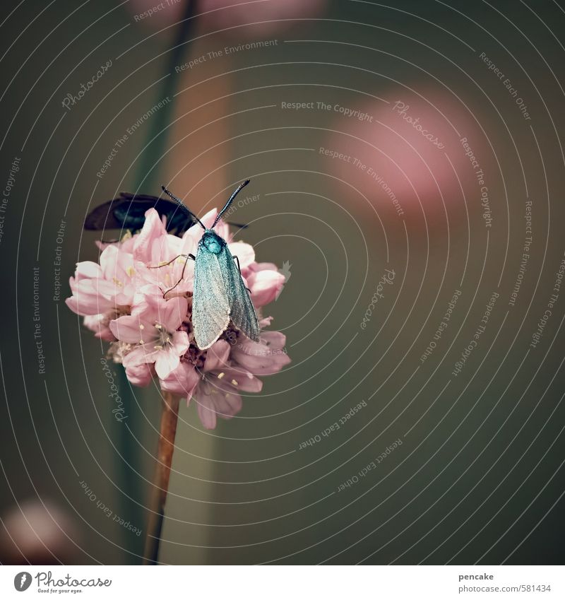 im zeichen des widders Natur Pflanze Tier Sommer Blume Wiese Schmetterling Flügel Zeichen ästhetisch exotisch verrückt schön rosa türkis Widderchen Weltall