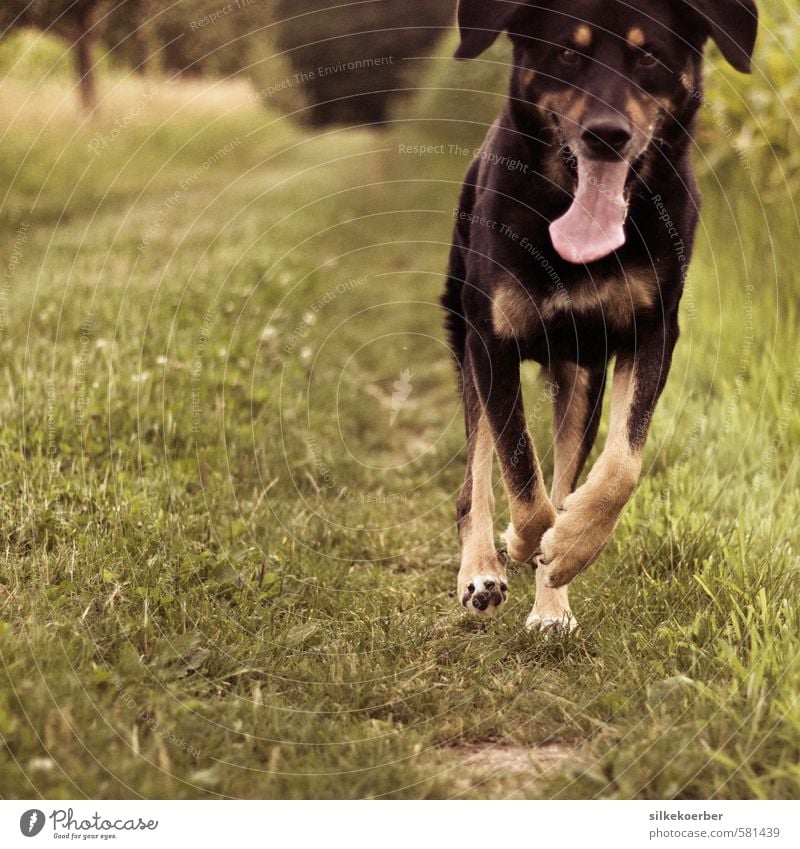 Poldi Natur Sommer Wiese Feld Tier Haustier Hund Tiergesicht Zunge 1 rennen toben sportlich lustig positiv Geschwindigkeit braun grün schwarz Freude Glück